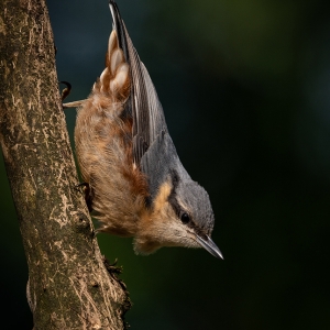 Redwell   20 06 2020   D800   Les 23.jpg